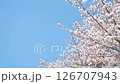 SakuraFubuki  126707943