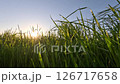 Grass Close Up And Evening Sun 126717658