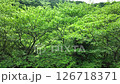 緑に囲めれた山の谷から、ドローンで空撮 126718371