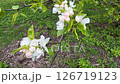 Pinkish flowers and green leaves on an apple tree branch sway in the wind against a background of green grass. 126719123