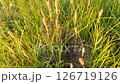 In the early morning, the horsetail field glistens with dew 126719126