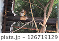 A little red squirrel lives in an aviary in a children's park. 126719129
