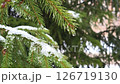 Transparent droplets from melting snow fall from the green branches of a fir tree 126719130