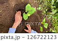 家庭菜園でナスの苗を植えている男性の老人；縦長；ビデオ 126722123