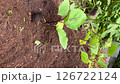 家庭菜園でナスの苗を植えている男性の老人；縦長；ビデオ 126722124