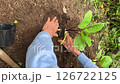 家庭菜園でナスの苗を植えている男性の老人；縦長；ビデオ 126722125