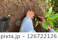 家庭菜園でナスの苗を植えている男性の老人；縦長；ビデオ 126722126