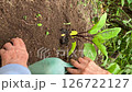 家庭菜園でナスの苗を植えている男性の老人；縦長；ビデオ 126722127