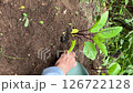 家庭菜園でナスの苗を植えている男性の老人；縦長；ビデオ 126722128