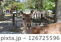 Cute deer in Nara Park 126725596