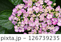 惡作劇的繡球花 126739235