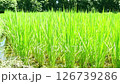The beautiful scenery of rice fields from midsummer to autumn, with rice plants swaying in the wind, is a quintessential Japanese landscape. 126739286