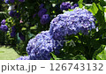 風に揺れる紫陽花 126743132