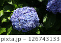 風に揺れる紫陽花 126743133
