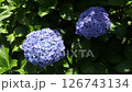 風に揺れる紫陽花 126743134