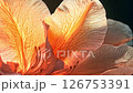 陽光下的花瓣圖案 126753391
