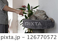 fluffy domestic cat lying on plush cat scratching tree against home interior background 126770572