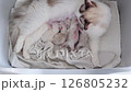 Five Newborn Ragdoll kittens feeding from their mother. 126805232