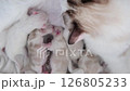 Five Newborn Ragdoll kittens feeding from their mother. 126805233