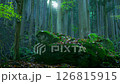 Mossy rocks and trees 126815915