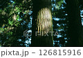 Sunbeams 126815916