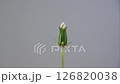 蒲公英絨毛延時拍攝 126820038