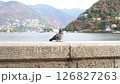 A beautiful serene view of a picturesque lake with a pigeon resting on a stone wall nearby 126827263
