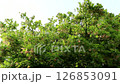 Autumn leaves in early summer 126853091