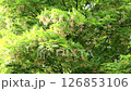 Autumn leaves of early summer swaying in the wind 126853106