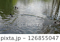 Cute ducks Family values 126855047