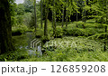 森の中の池 126859208