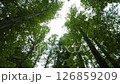 メタセコイヤの森 126859209
