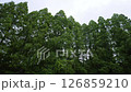 風に揺れる木 126859210