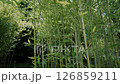 竹林が風に揺れる風景 126859211