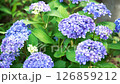 アジサイの花 126859212