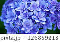 紫陽花クローズアップ 126859213