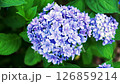 紫陽花の花 126859214