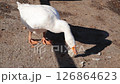 white goose eating cabbage leaf in organic farm yard in winter 126864623