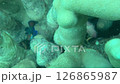 Nishikitegri 留下了一些東西 126865987