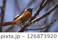 A Daurian redstart perched on a tree where wild birds gather 126873920