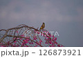 A greenfinch perched on a tree where wild birds gather 126873921