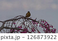 A greenfinch perched on a tree where wild birds gather 126873922