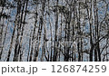 trees in the forest 126874259