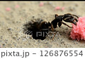 Black ants pick up food around their nest. 126876554