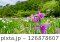 寧靜的鳶尾花花園 寧靜的鳶尾花花園 126878607