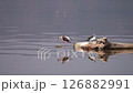 Waterside Dancer Stilt 126882991
