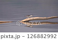 Waterside Dancer Stilt 126882992