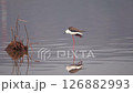 Waterside Dancer Stilt 126882993