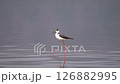 Waterside Dancer Stilt 126882995
