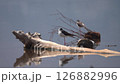 Waterside Dancer Stilt 126882996